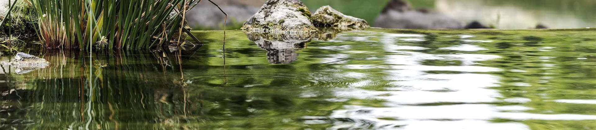 Reeds in a calm pond